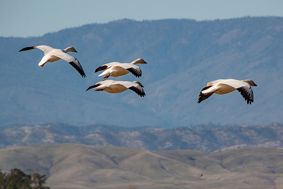 SacColNWR 012025-39