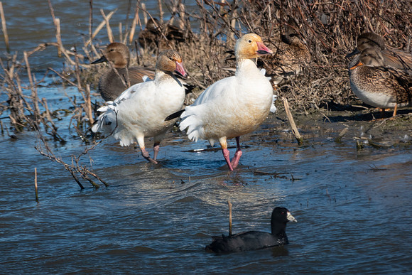 SacColNWR 012025-31
