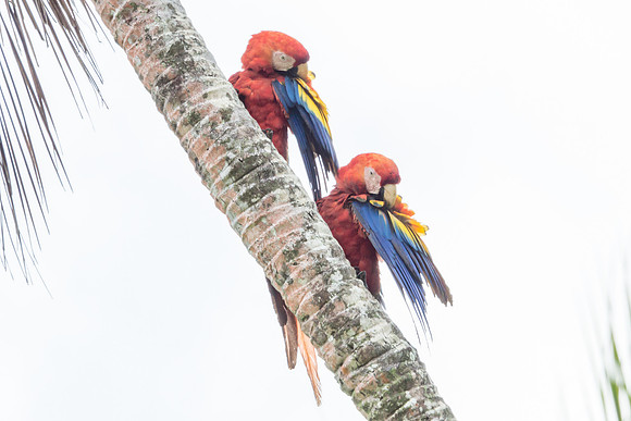 Scarlet Macaws