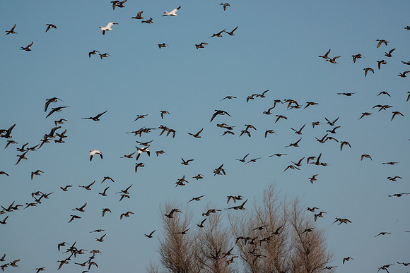 SacColNWR 012025-21
