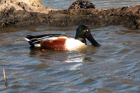SacColNWR 012025-55