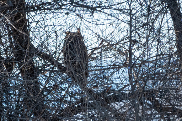 SacColNWR 012025-35