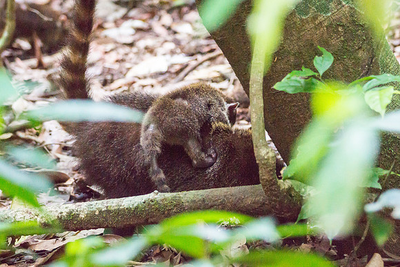 Coatis