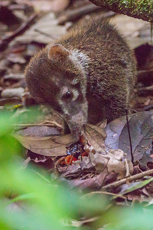 Coatis