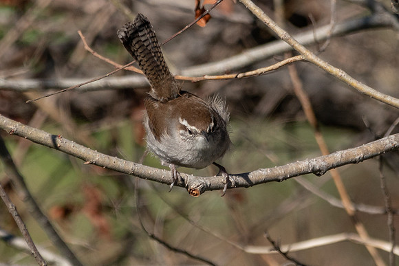 SacColNWR 012025-41