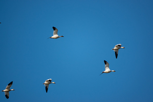SacColNWR 012025-56