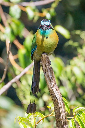 Blue-crowned Motmot