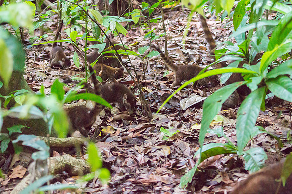Coatis