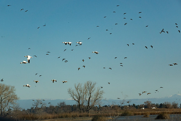 SacColNWR 012025-22