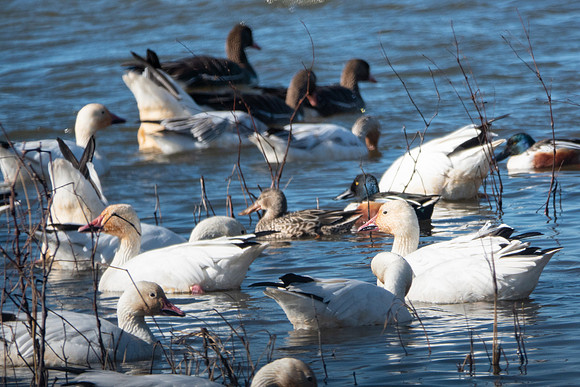 SacColNWR 012025-40
