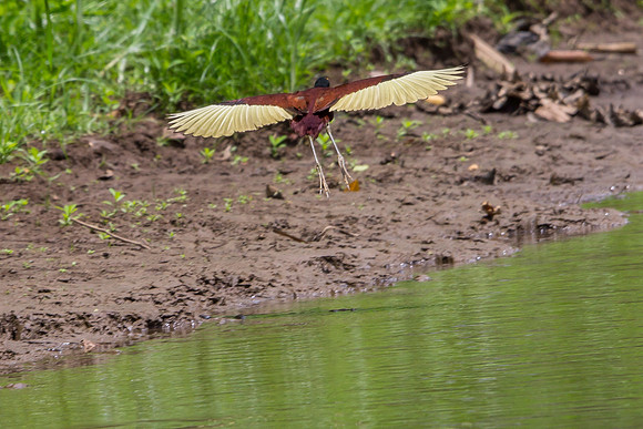 Northern Jacana