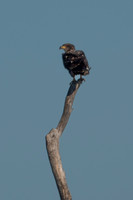 SacColNWR 012025-15