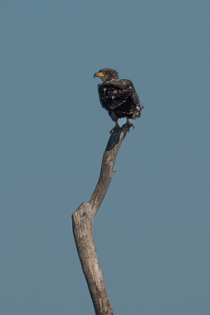 SacColNWR 012025-15