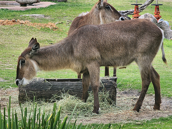 Disneyworld0325-030