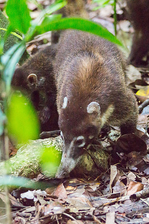 Coatis