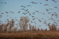 SacColNWR 012025-16