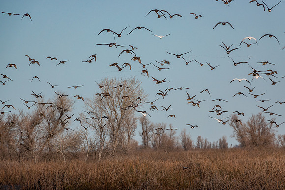 SacColNWR 012025-16