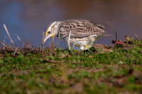 SacColNWR 012025-01