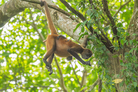 Spider Monkeys