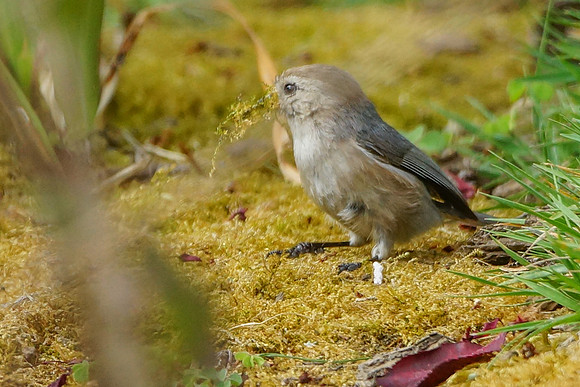 Bushtits 2015- 02