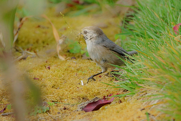 Bushtits 2015- 04