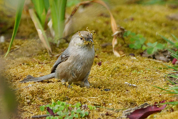 Bushtits 2015- 05