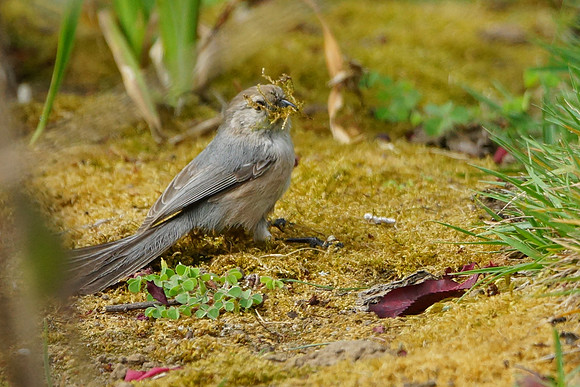 Bushtits 2015- 06