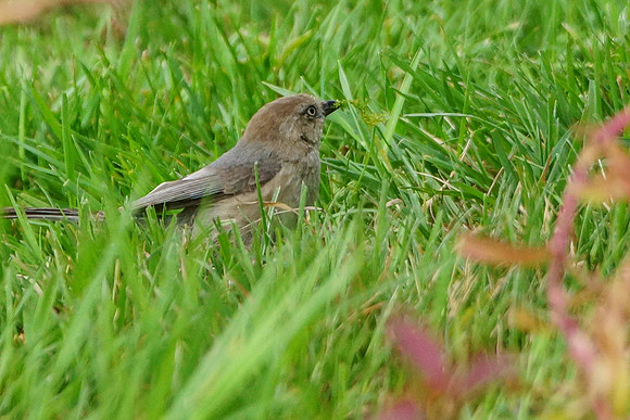 Bushtits 2015- 07