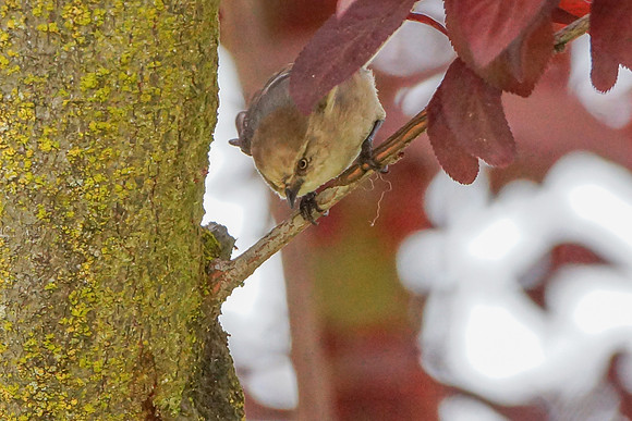 Bushtits 2015- 08