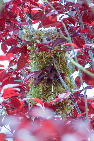 Bushtits 2015- 09