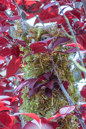 Bushtits 2015- 10