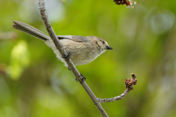 Bushtits 2015- 11