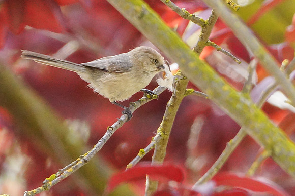 Bushtits 2015- 12
