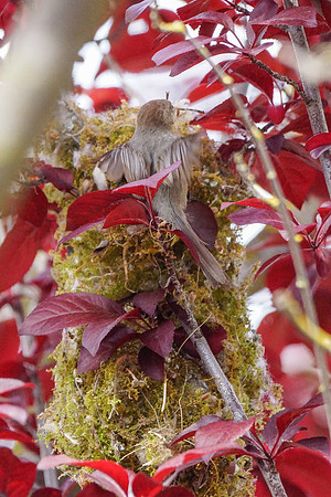 Bushtits 2015- 13
