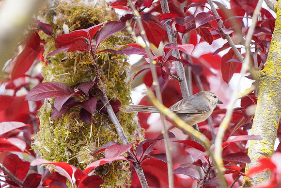 Bushtits 2015- 14