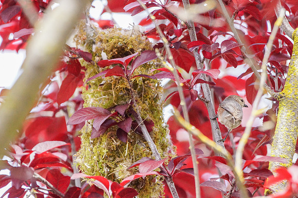 Bushtits 2015- 15