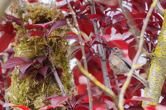 Bushtits 2015- 16