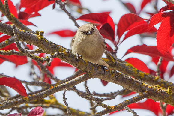 Bushtits 2015- 17