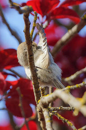 Bushtits 2015- 18