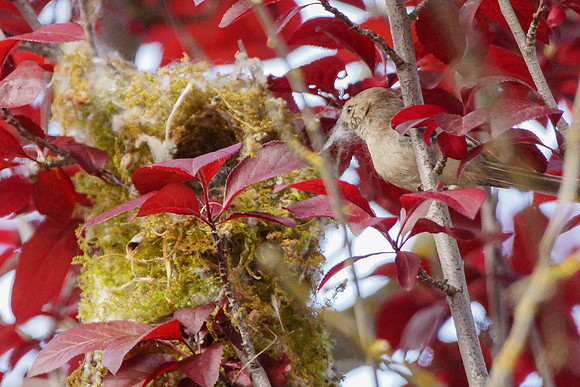 Bushtits 2015- 20