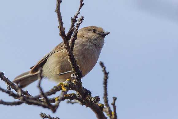 Bushtits 2015- 21