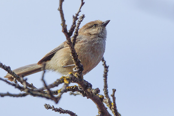 Bushtits 2015- 22