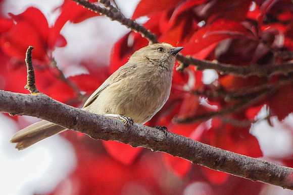 Bushtits 2015- 23