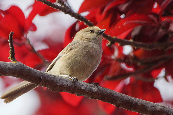 Bushtits 2015- 24