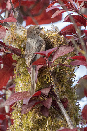 Bushtits 2015- 26