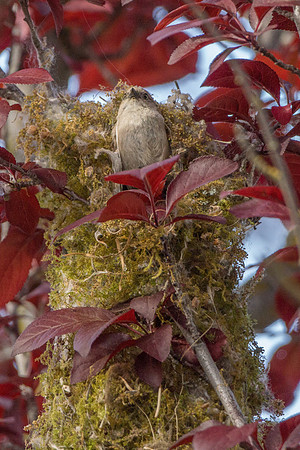 Bushtits 2015- 27
