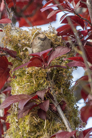 Bushtits 2015- 28