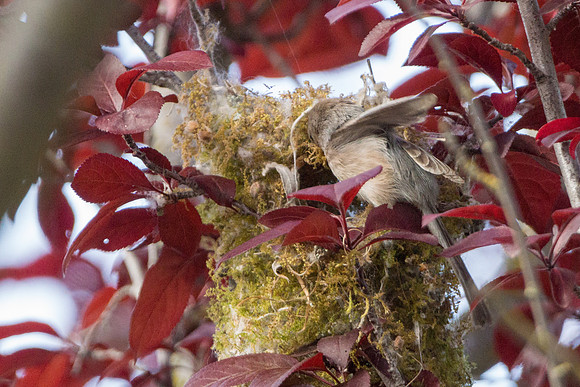 Bushtits 2015- 29