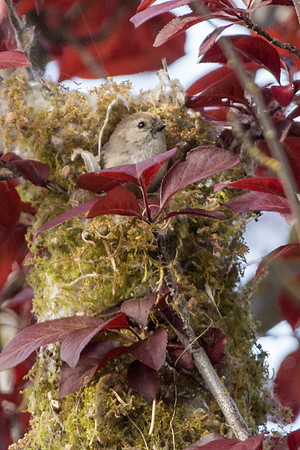 Bushtits 2015- 30