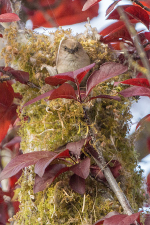 Bushtits 2015- 31
